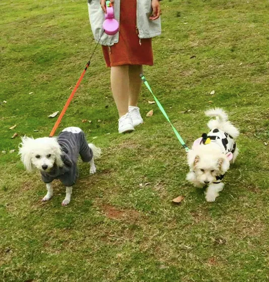 Dual Dog Retractable Leash
